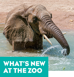 What's New at the Zoo