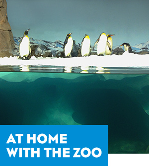 At Home with the Zoo
