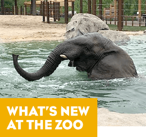 What's New at the Zoo 