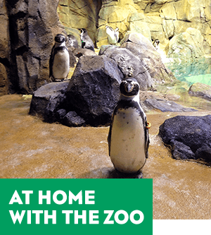 At Home With the Zoo. 