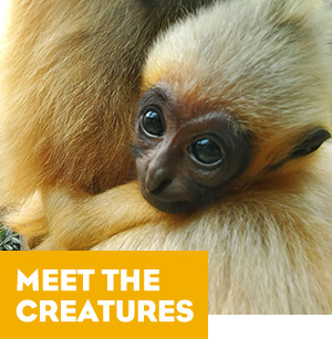 Meet the Creatures. 
