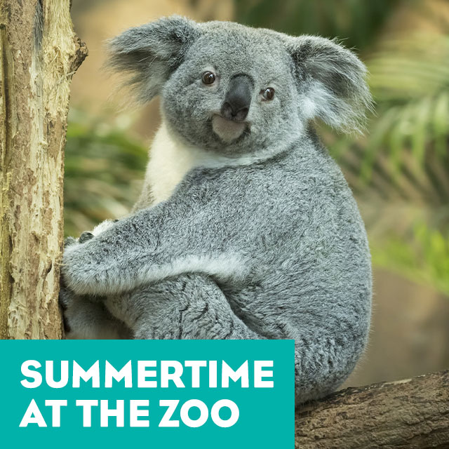 Summertime at the Zoo