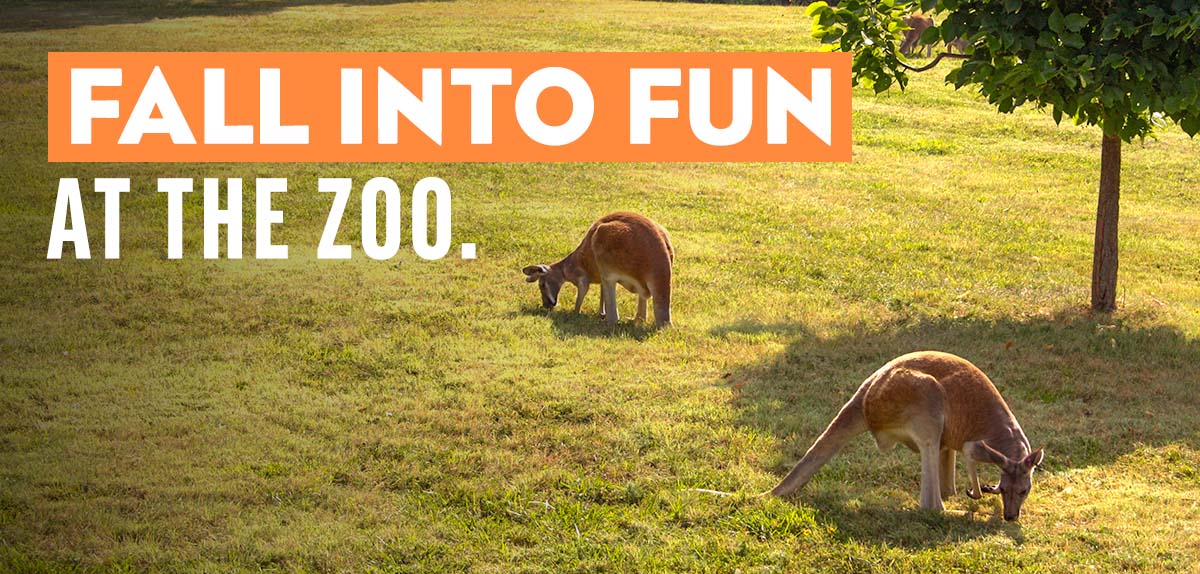 Kangaroos grazing in a field - a tagline reads: Fall Into Fun at the Zoo.