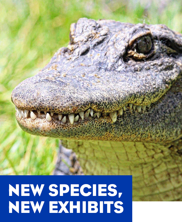 A close-up of an alligator - the tagline reads New Species, New Exhibits