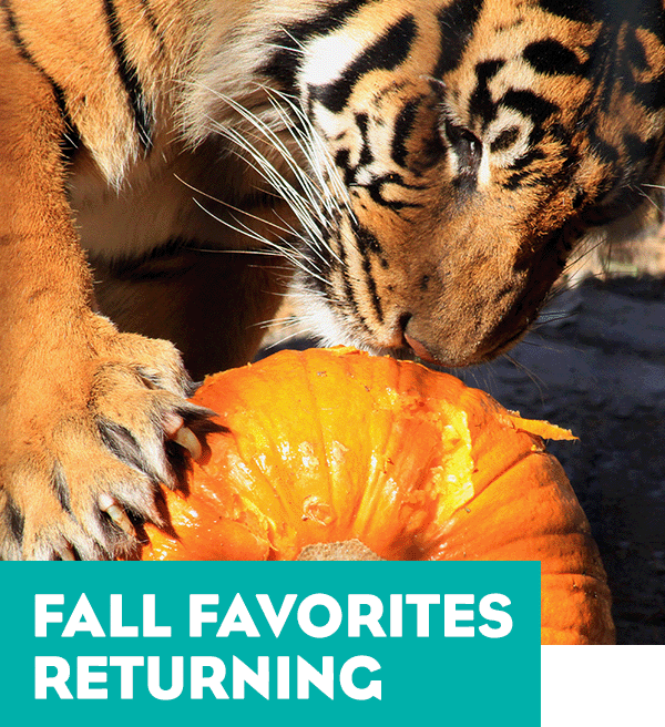 A tiger playing with a pumpkin - the tagline reads Fall Favorites Returning