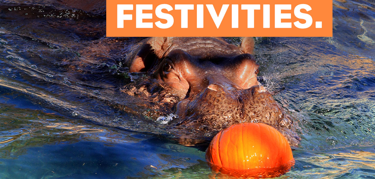 A photo of a hippo pushing a pumpkin through water with its nose. A headline reads: KC Zoo's Best Fall Festivities.