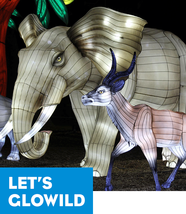 A photo of the GloWild event with sculptures of oversized wildlife. A headline reads: Let's GloWild