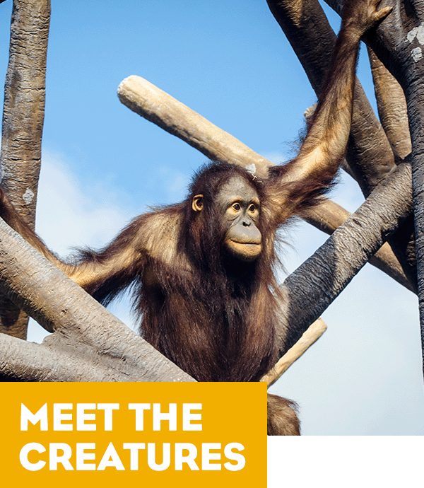 An orangutan hanging out in the Orangutan Canopy at the KC Zoo. A headline reads: Meet the Creatures.