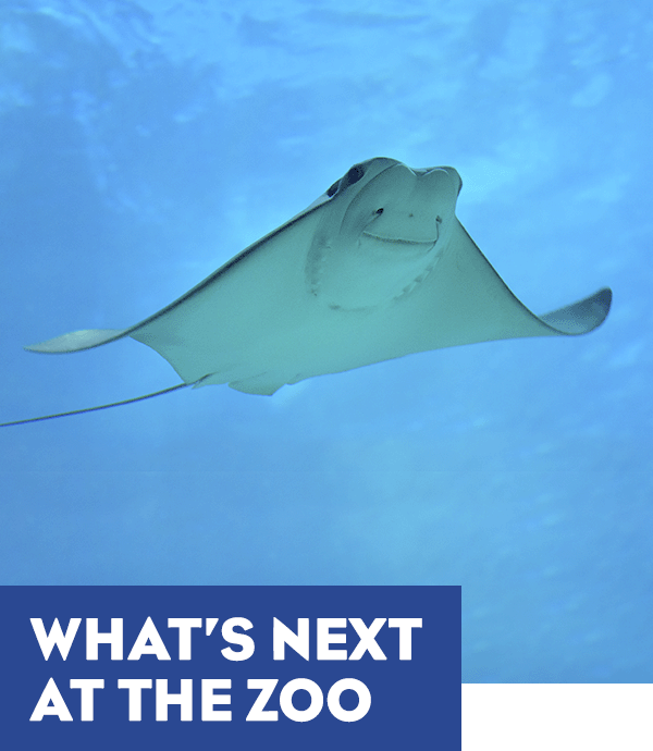 A stingray swimming through crystal clear blue water. A headline reads: What's Next at the Zoo.